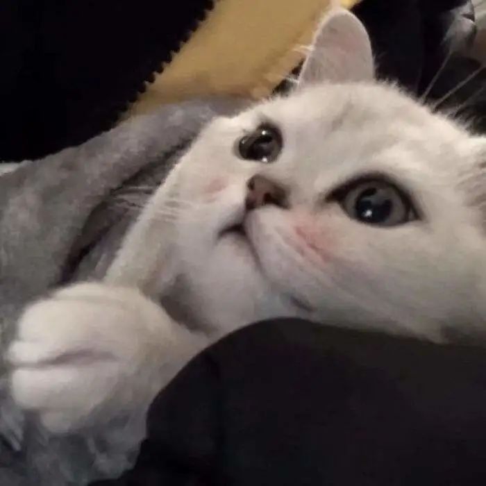 src=http___c-ssl.duitang.com_uploads_item_201911_04_20191104230603_igmbu.thumb.700_0.jpeg&refer=http___c-ssl.duitang.jpg